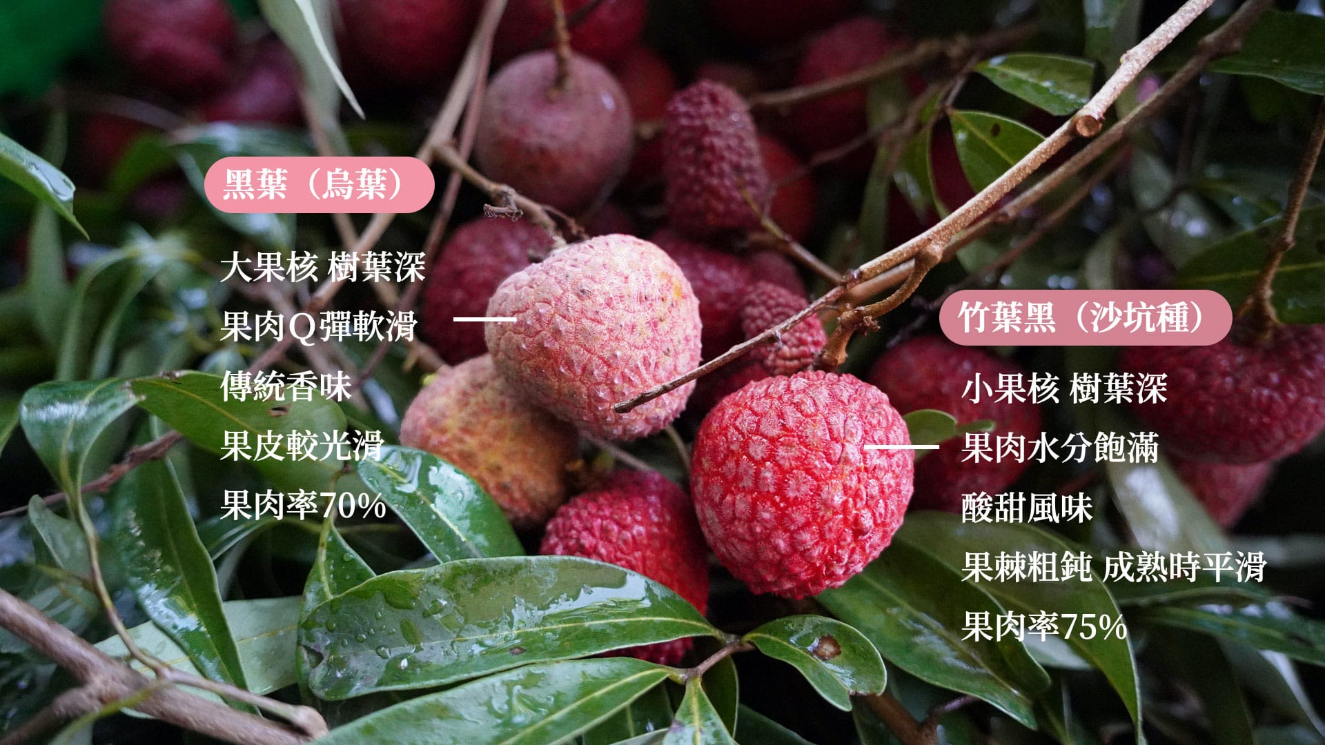 黑葉?竹葉黑?楊貴妃的摯愛荔枝何處尋? - 拾間|拾起山海文化的最佳首選