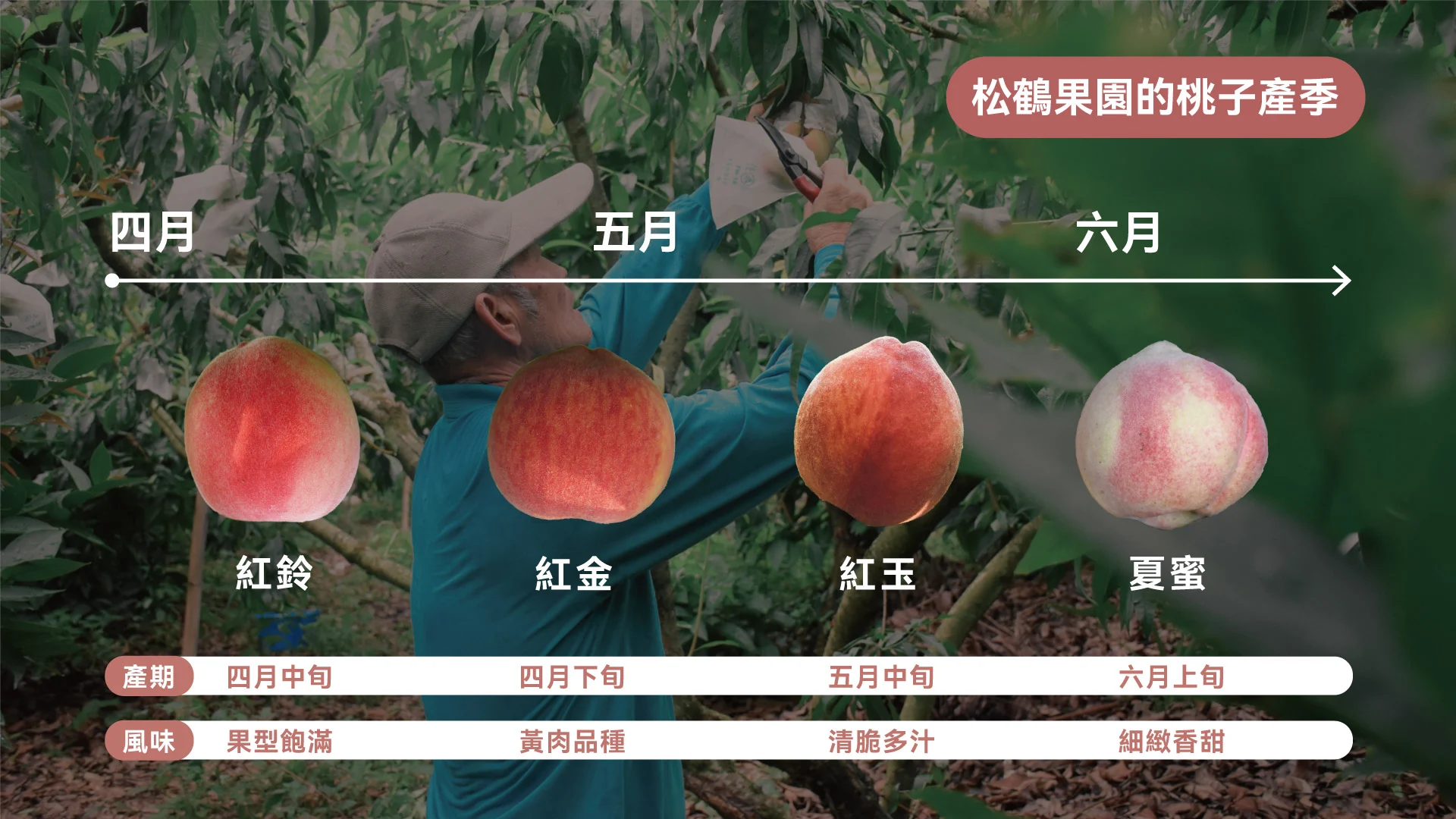 桃品種產季