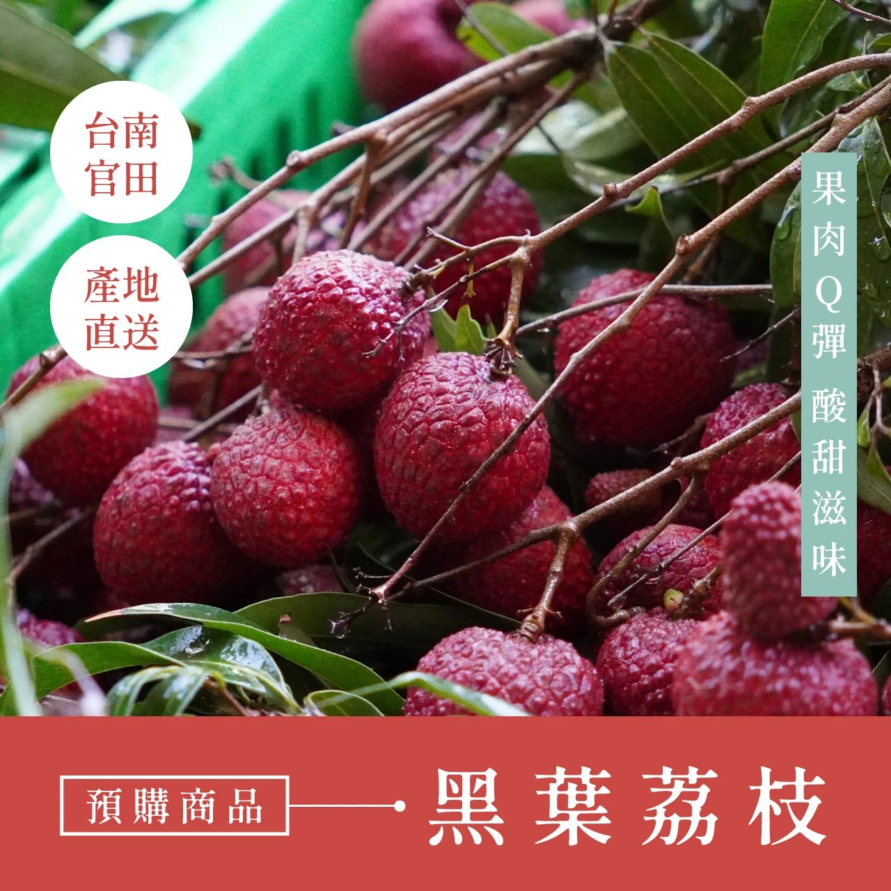 黑葉荔枝