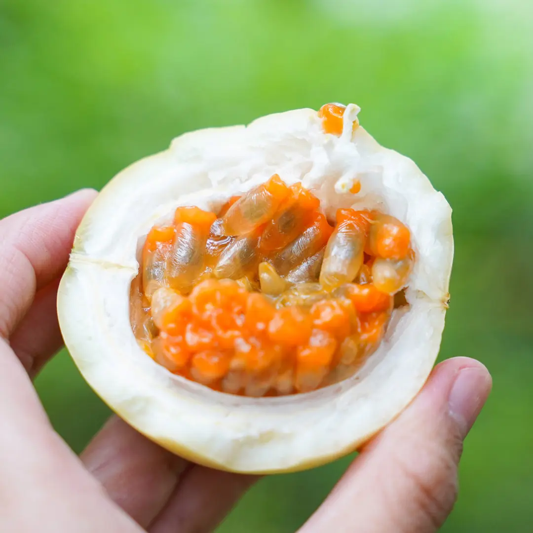 黃金百香果3