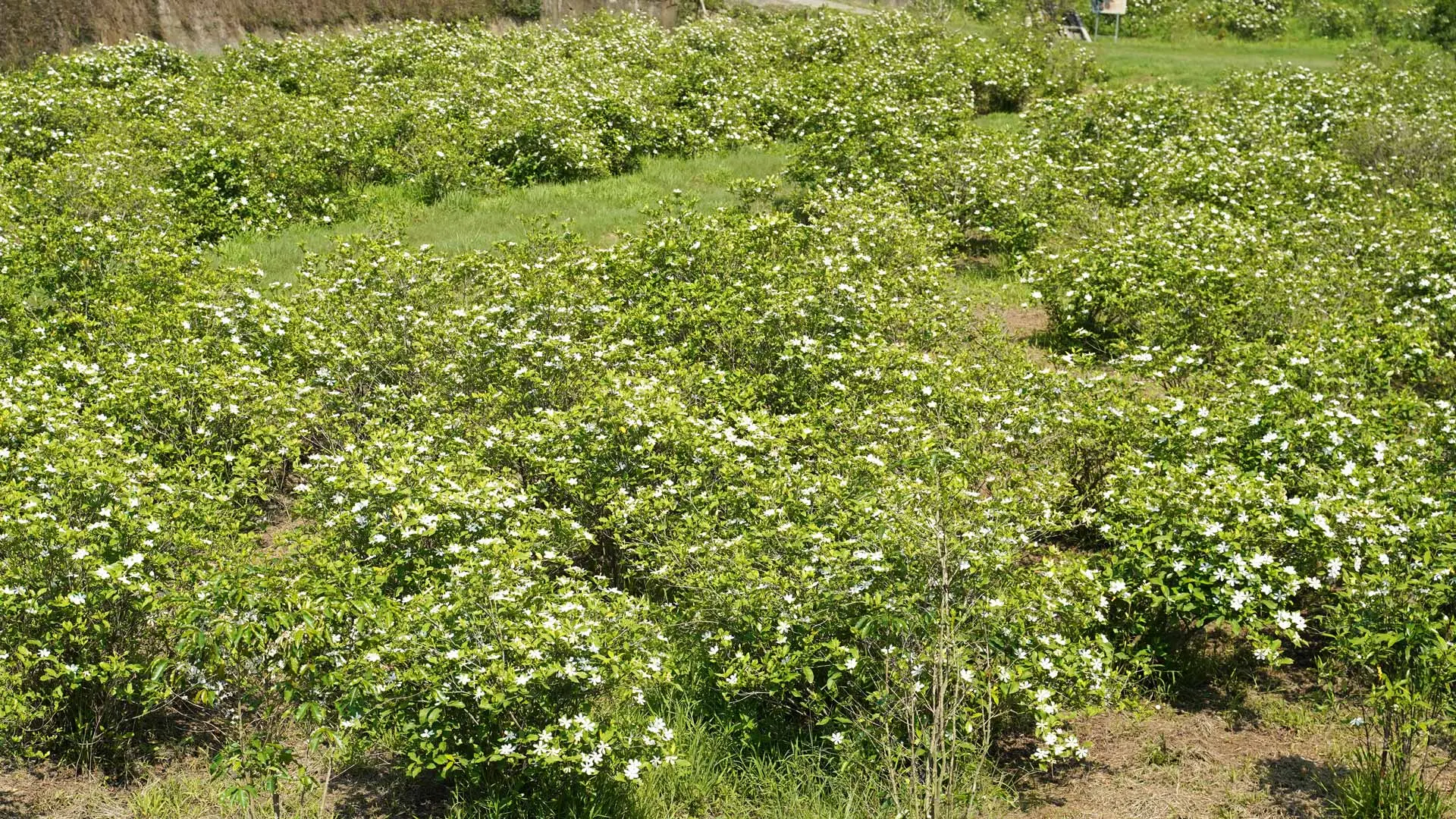 Dsc09516