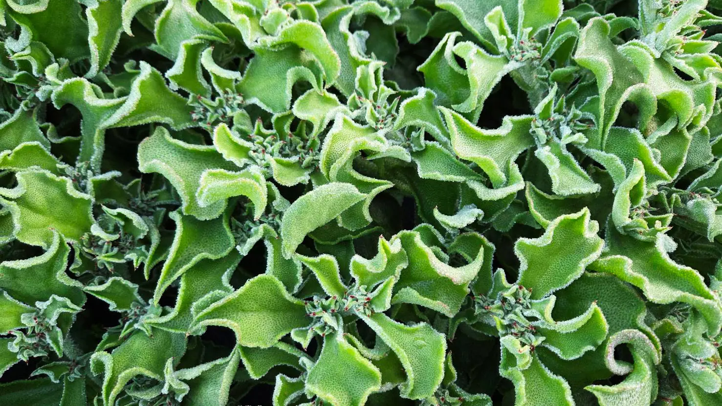 Line Oa Chat 260220 104115