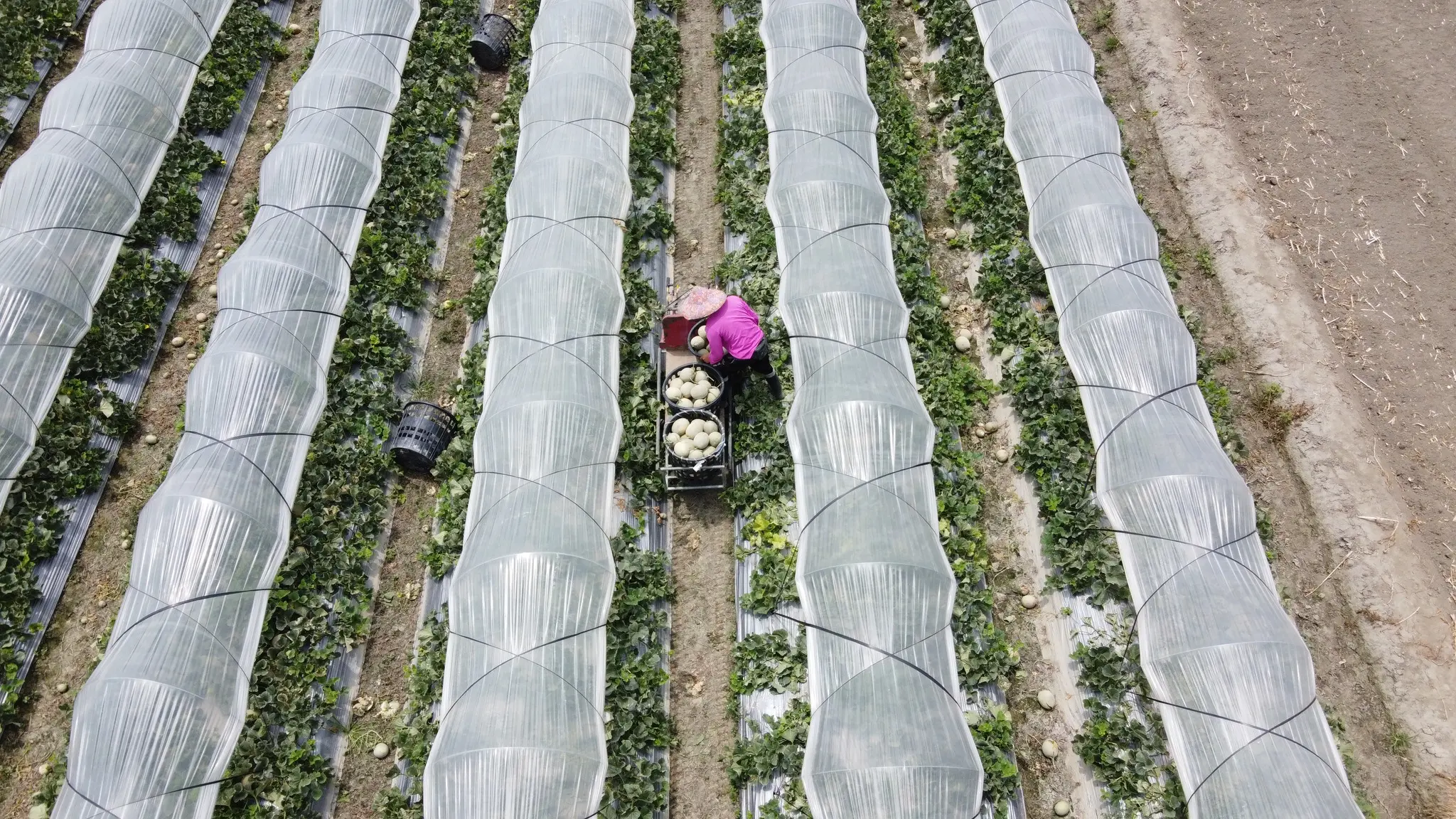 495234443 1281592347302024 3443092366750605215 N