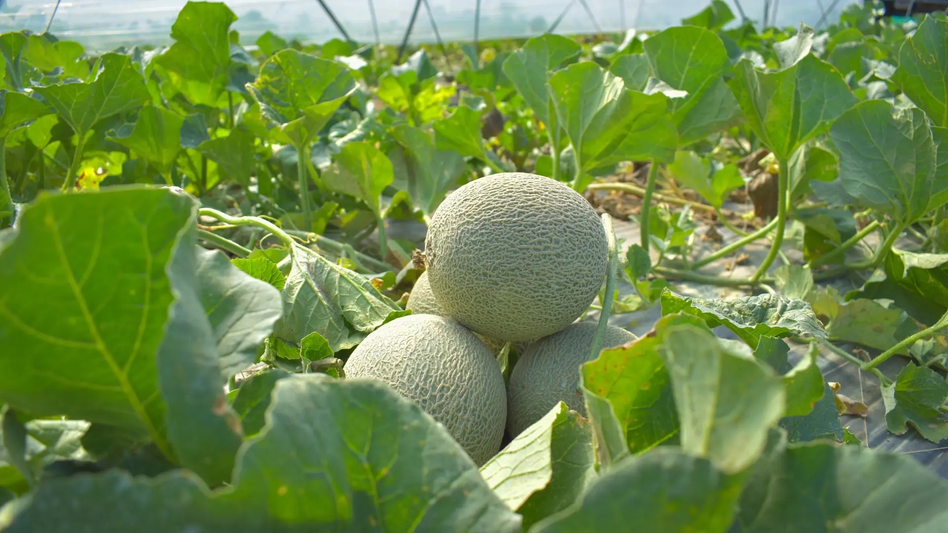 490204607 1257977186330207 2660465867235034276 N