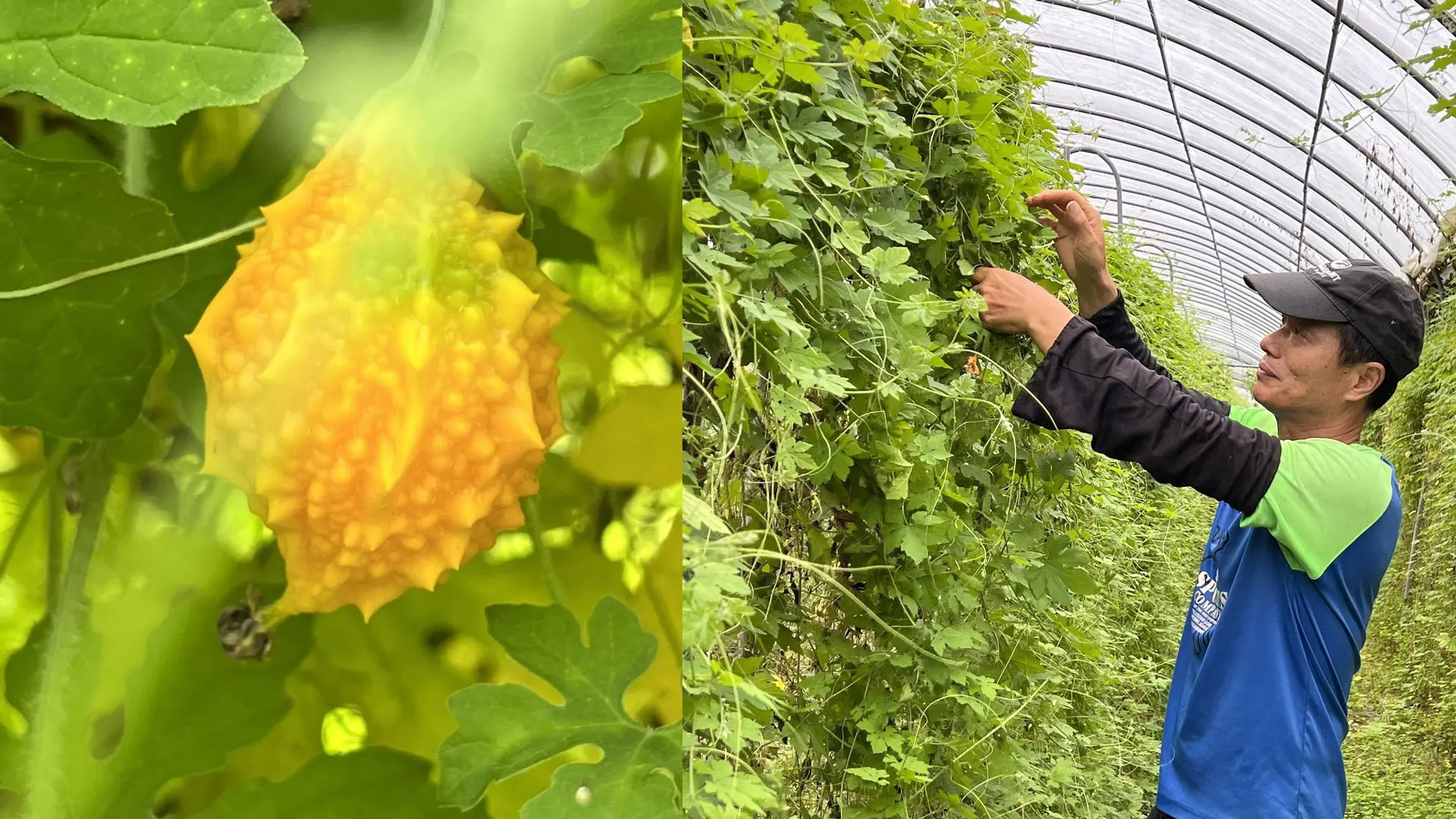 種植者江玉寶與作物山苦瓜