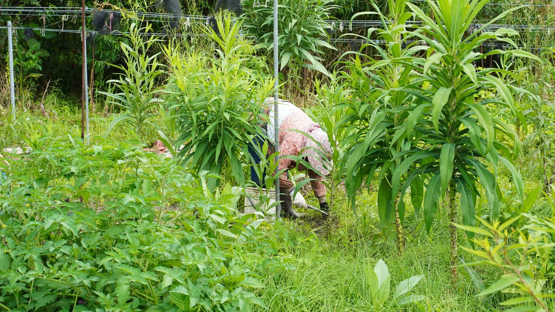 Dsc00087
