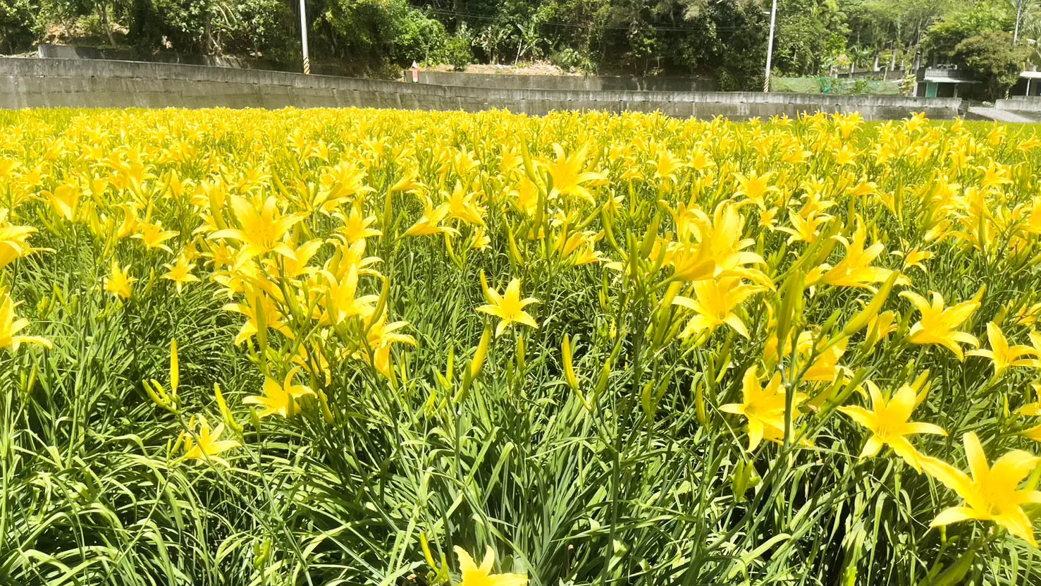 金針開花