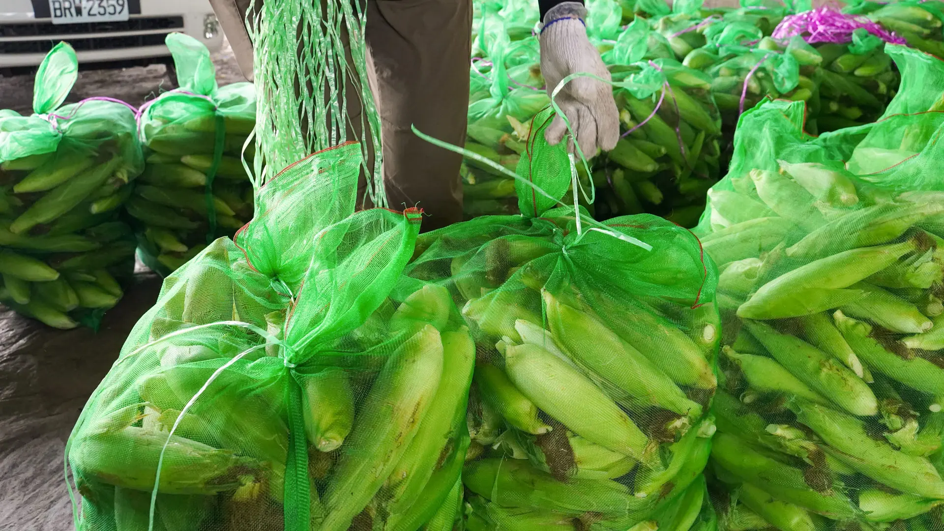 玉米分級