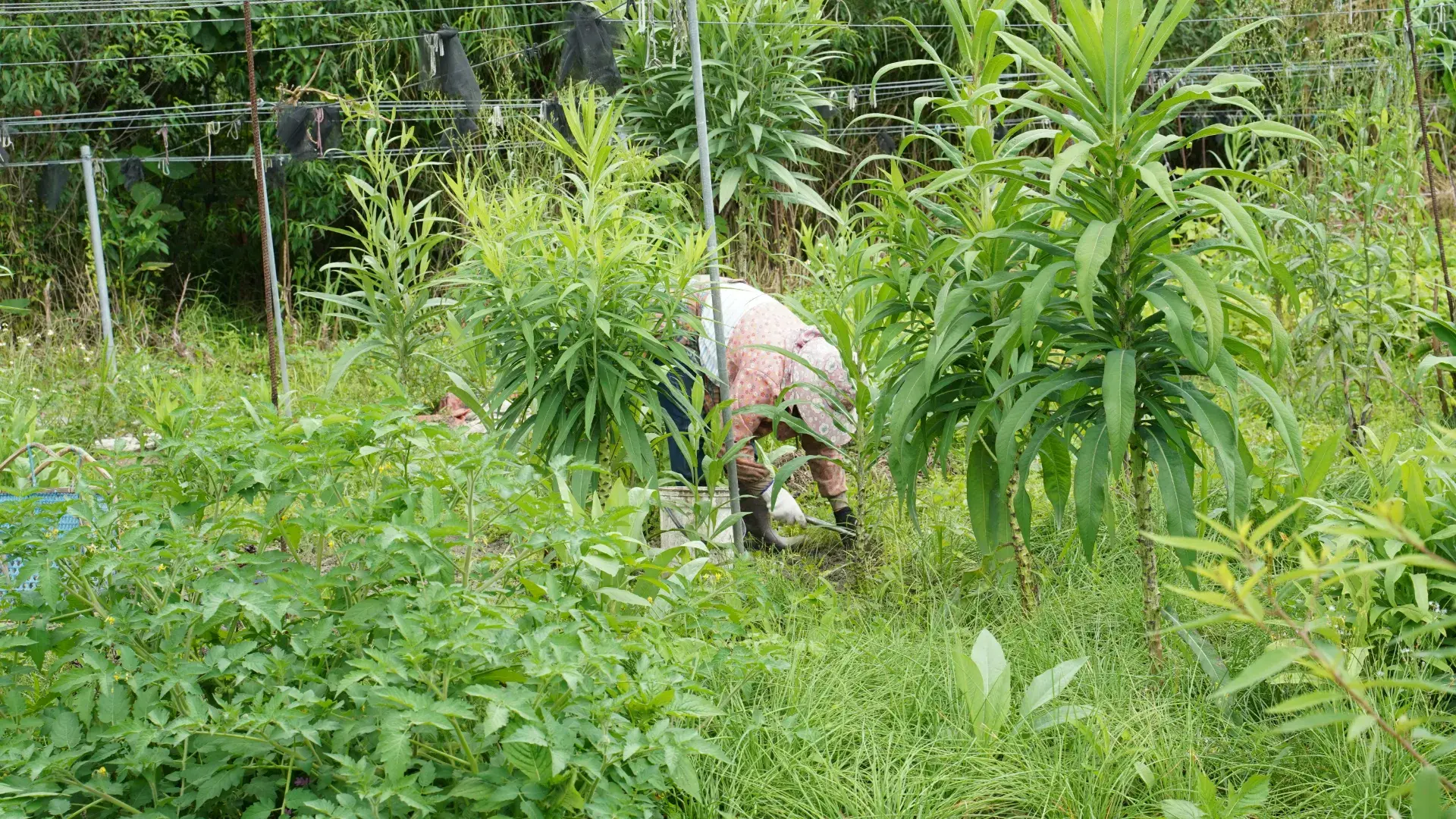 Dsc00087 Cropped