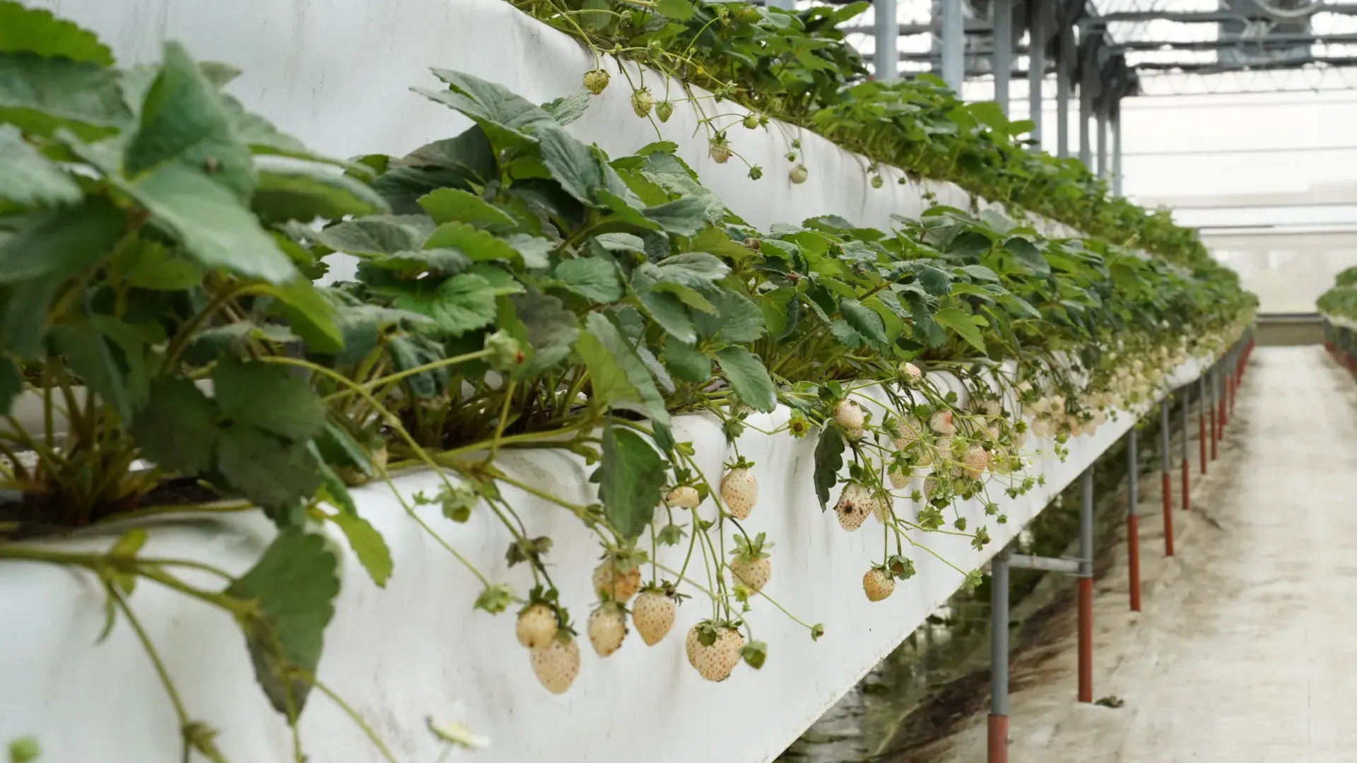 陳心橙意草莓園
