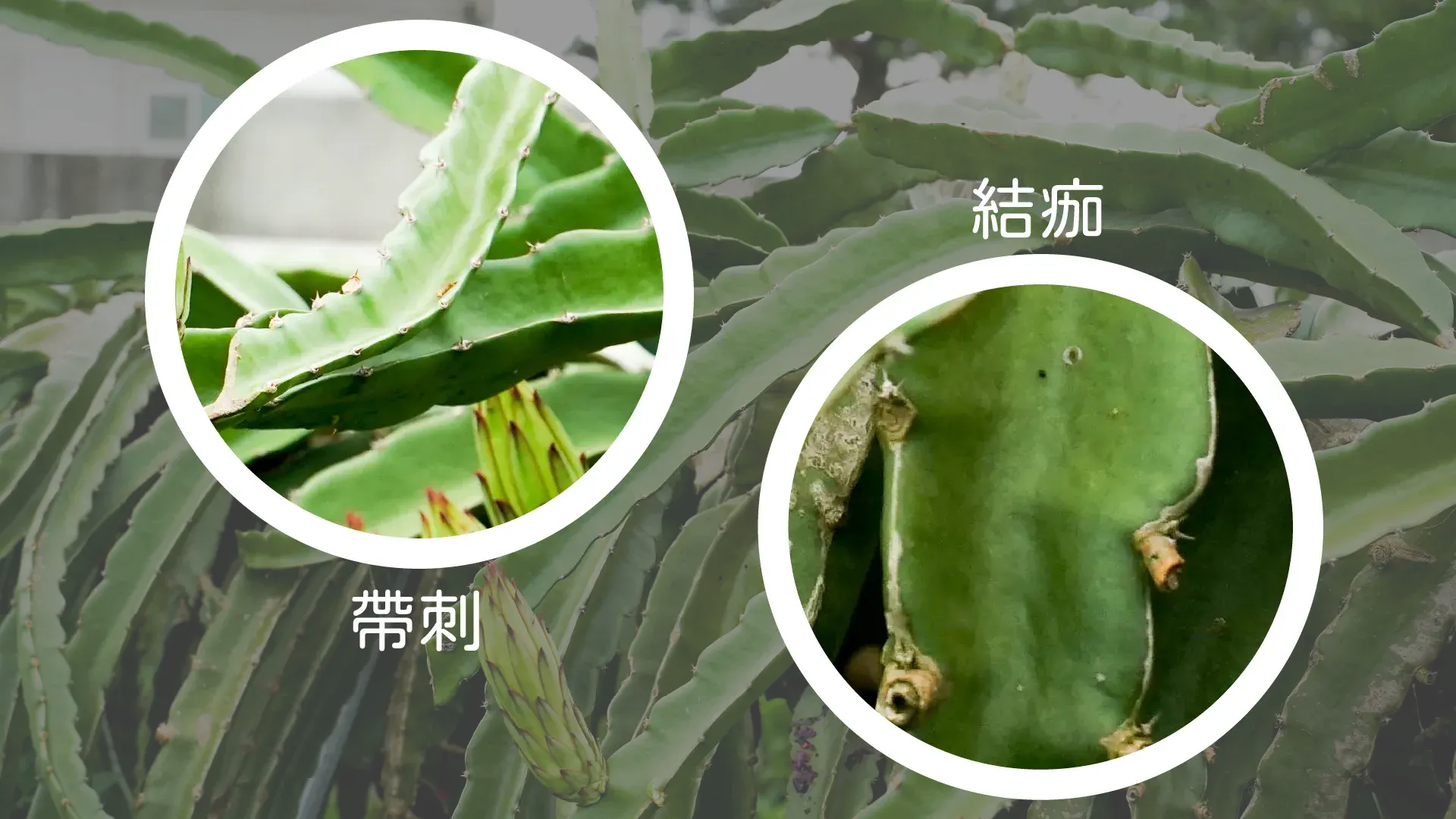 帶刺結痂
