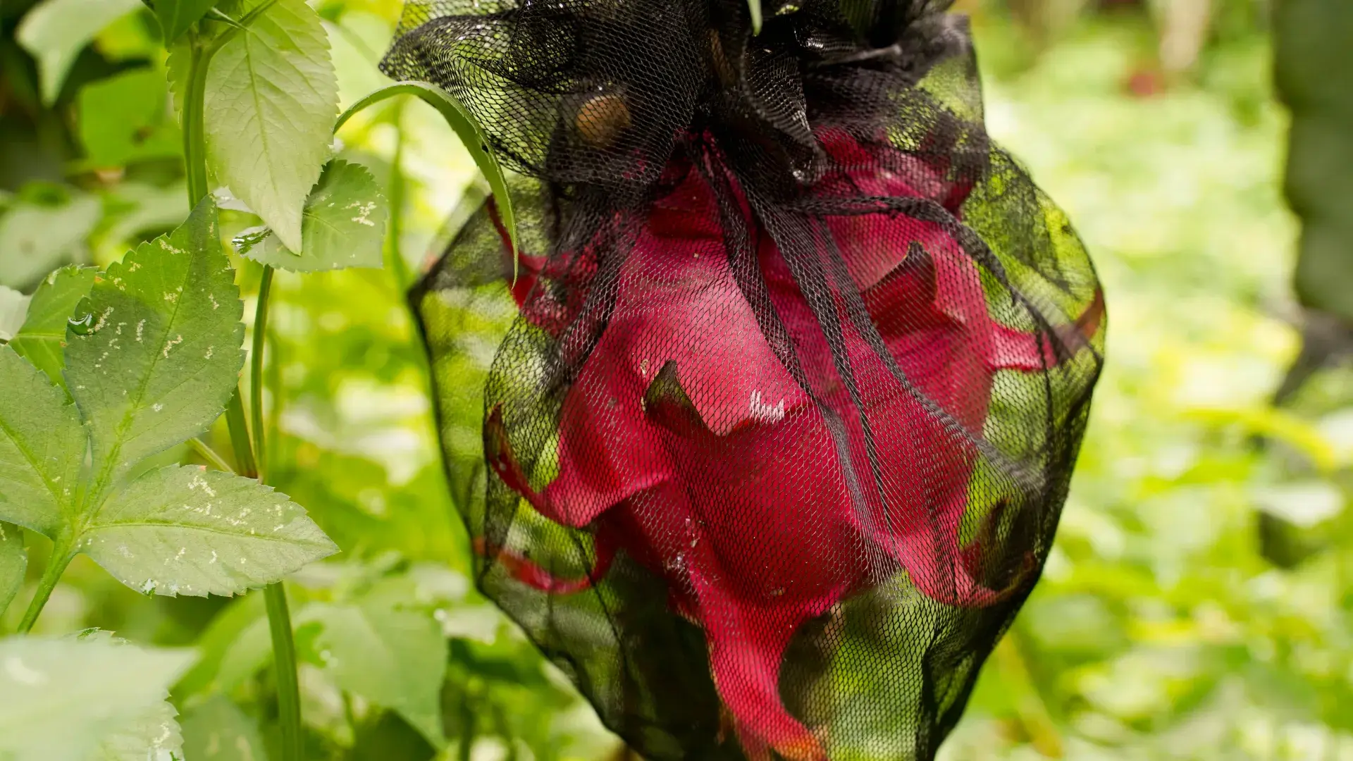 Dsc01323