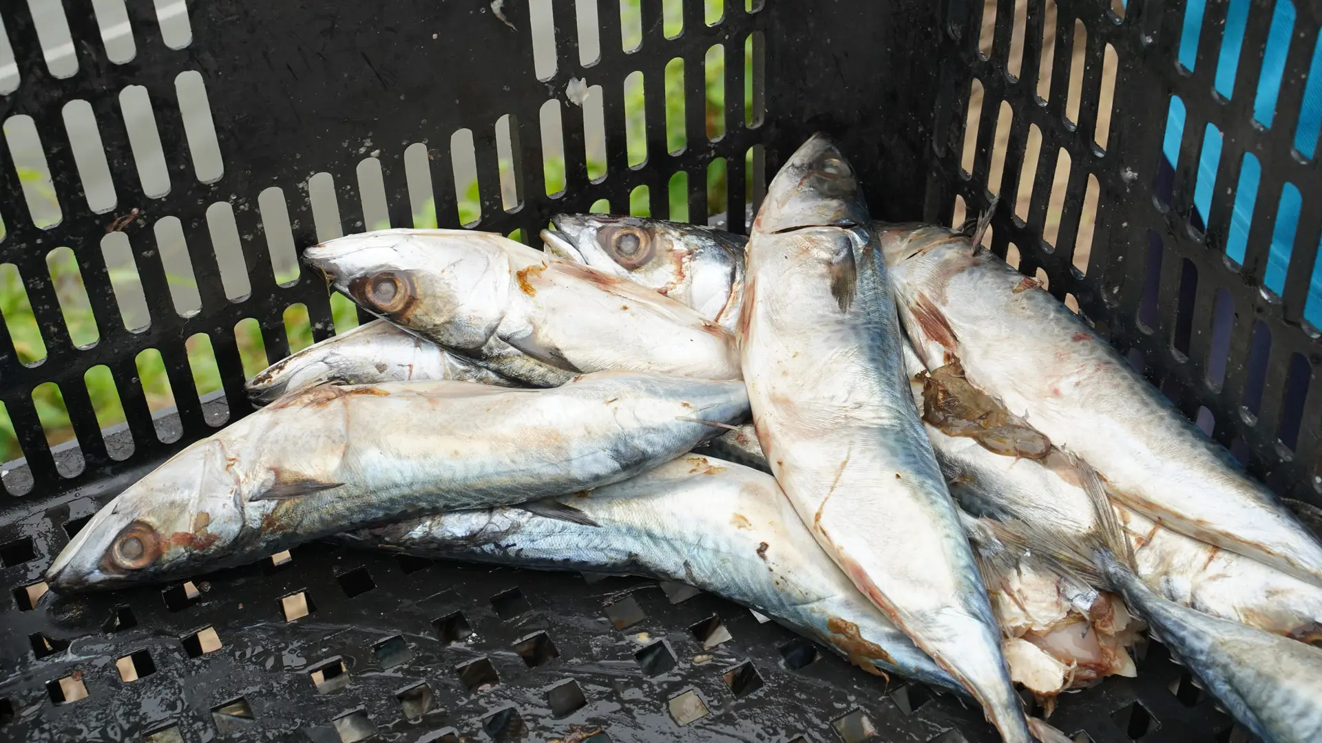 鯖魚